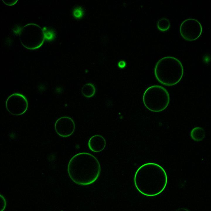 科学家利用蛋白质与RNA制作出称为囊泡的空心球形袋