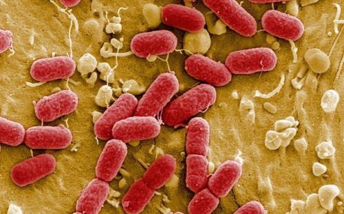 研究表明抗生素抗性基因通过遗传资本主义在大肠杆菌中持续存在