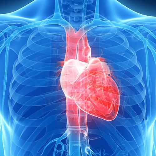 心脏缺陷中钙和心磷脂之间的新联系
