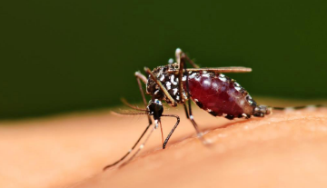 科学家释放了具有混合活力能力的新型转基因超级蚊子
