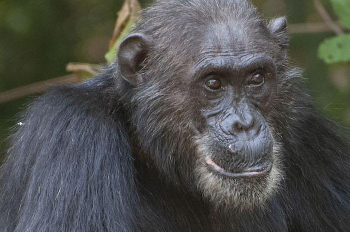 研究发现黑猩猩色素损失的方式有很大差异