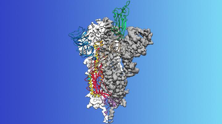 科学家介绍了SARSCoV2穗突蛋白融合前和融合后的低温结构