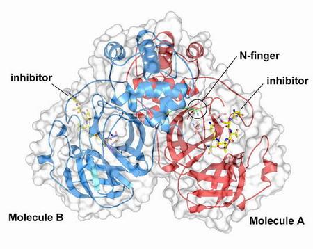 SARSCoV2蛋白的特写显示它如何干扰宿主的抗病毒免疫力