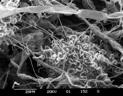 科学家表示土壤微生物可以提高农业产量