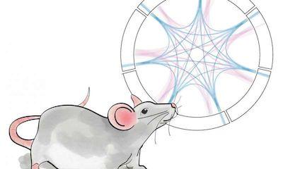 抗生素破坏小鼠社交大脑的发育