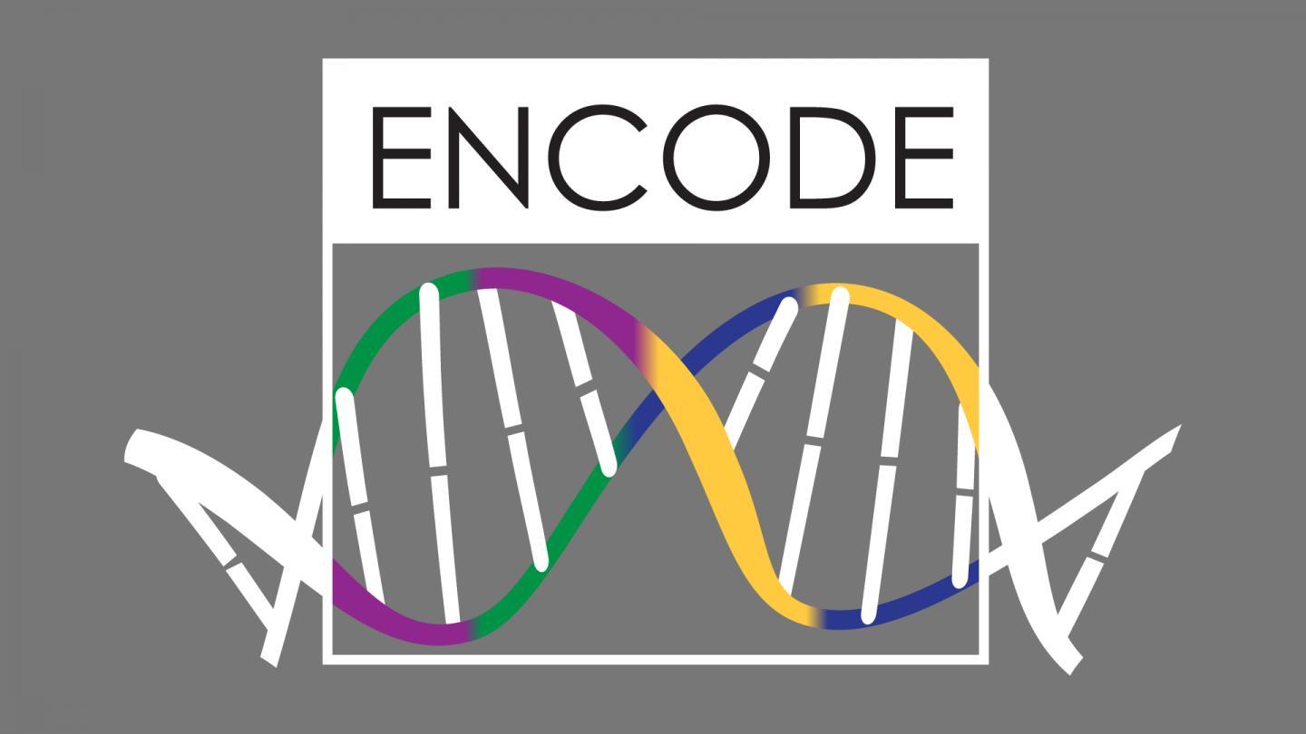 ENCODE3解释了人类和小鼠的基因组