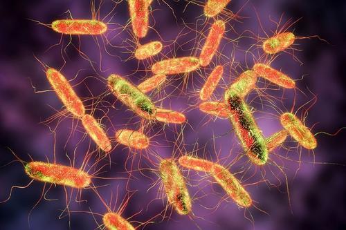 研究人员发现多个相互交织的细胞死亡系统阻止了沙门氏菌的传播