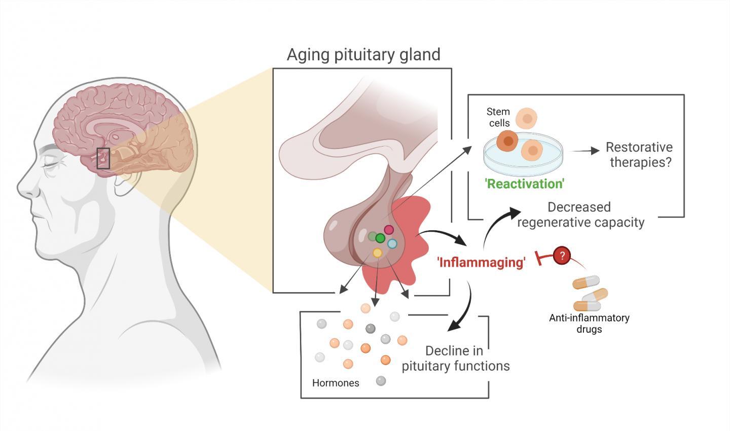 由于过程可能减慢荷尔蒙系统中的主要腺体会老化
