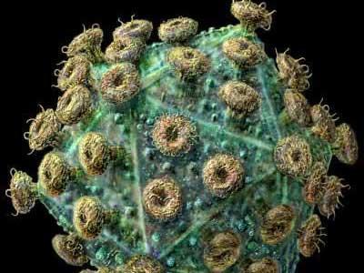 科学家们指出了影响艾滋病毒感染的新机制