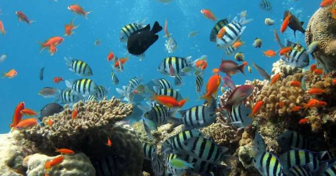 研究人员发表关于海洋酸化对珊瑚礁鱼类行为的先前研究的反驳