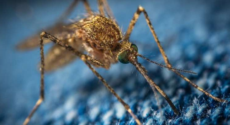 蚊虫入侵可能会给非洲城市带来更多的疟疾