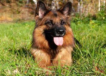 基因组重叠在人类精神疾病和犬的行为