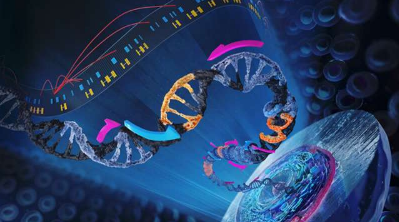 在单个细胞中进行功能基因组学研究