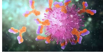 科学家发现免疫细胞如何动员抵抗感染