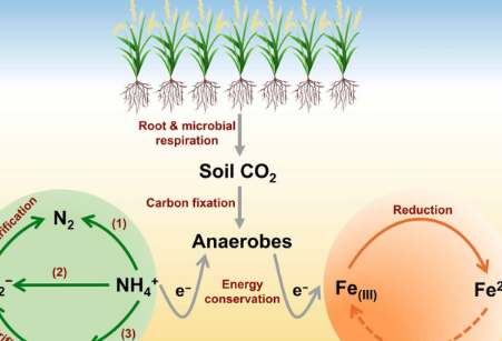 在二氧化碳升高的情况下 水稻生态系统的铵态氮大量流失