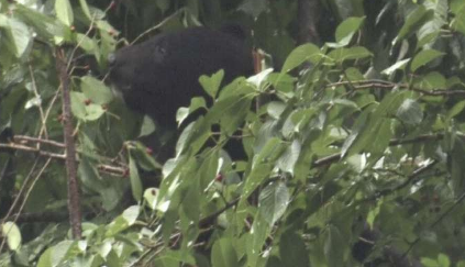 亚洲黑熊的喂养习惯因年龄和性别而异