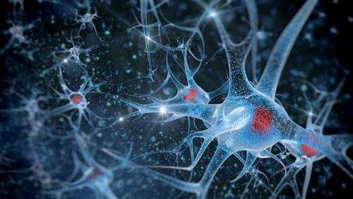 MS患者的神经干细胞衰老更快