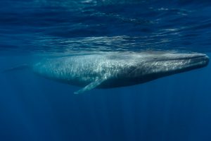 过去几十年来鲸鱼的负担越来越重