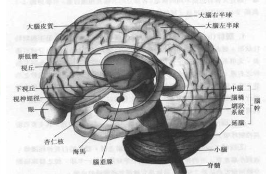 科学家确定了对预测选择后果至关重要的大脑区域