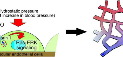 血压的短暂升高会促进某些血管的生长
