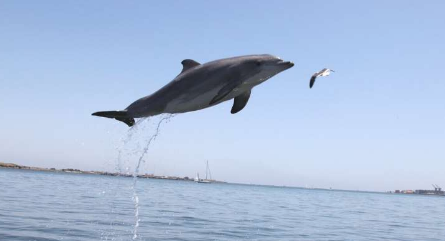 海豚研究显示哺乳动物的老化速度不同