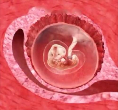 研究人员揭开胚胎发育的黑匣子