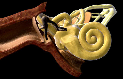 在耳朵的内部深处耳蜗的形状是性的指标