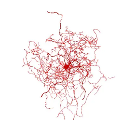 科学家们鉴定出一种新型的人类脑细胞