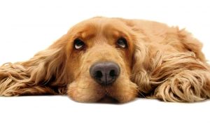 狗所拥有的气质可能对选择援助犬有益