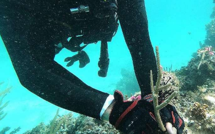 新研究利用卫星和野外研究来改善珊瑚礁的恢复