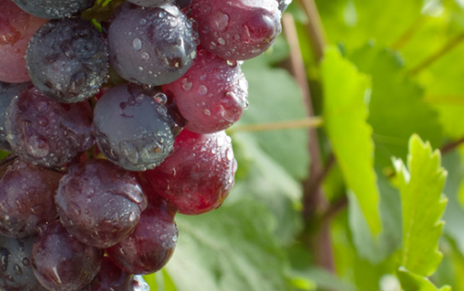 葡萄酒中的多酚可改善口腔健康