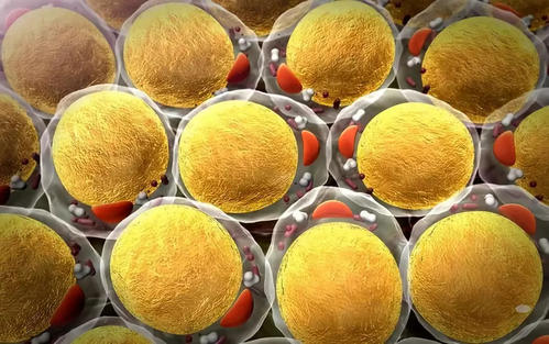 密歇根大学的研究人员发现了开启能量燃烧脂肪细胞中热量的新方法