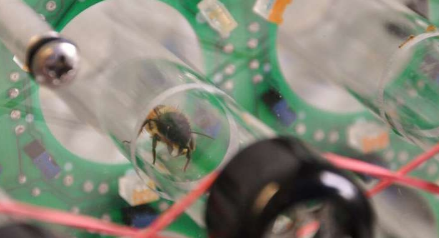 与蜜蜂不同 独居的蜜蜂天生具有内部时钟