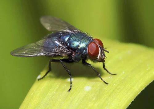 挖洞的苍蝇下降可能是对我们环境健康的预警系统