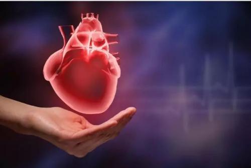 Pitt研究揭示了松弛素如何针对心血管疾病