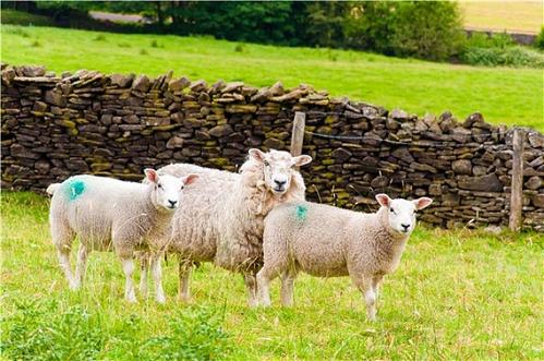 一项新的研究表明绵羊会调整其行为以适应其状况