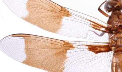 昆虫的翅膀激发了对抗超级细菌的新方法