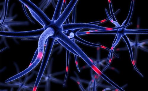 科学家训练计算机追踪脑细胞