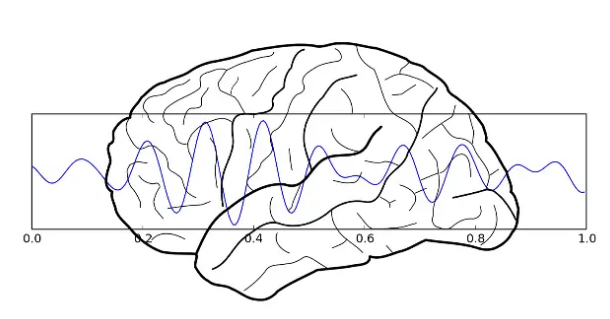 神经振荡也称为脑电波是大脑中重要的信息载体
