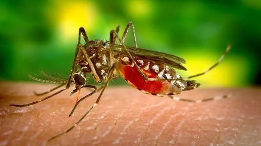 科学家也许很快就能防止传播疾病的蚊子成熟