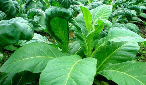 烟草植物转化为“绿色生物反应器” 有益于人类健康