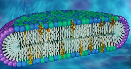新型细胞膜模型可能是揭示新蛋白质特性的关键