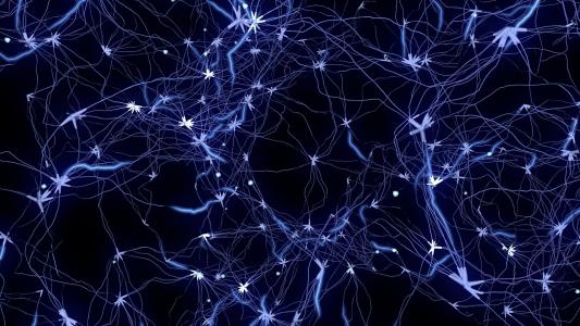 基因活性决定神经元的连通性
