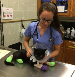 科学家从加利福尼亚野火中受伤的猫中学习