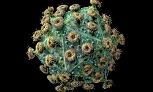 新的佐剂成功地扩展了对艾滋病毒的免疫力