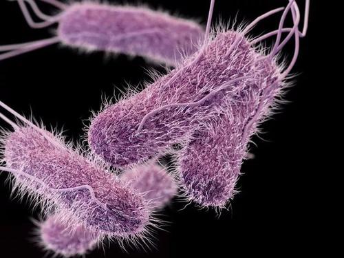沙门氏菌是爆发食源性疾病的最常见原因