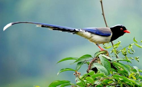 研究发现全球变暖使鸟类更难交配