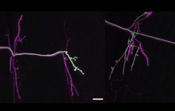 神经元与同一肌肉伴侣互动时表现出不同的风格