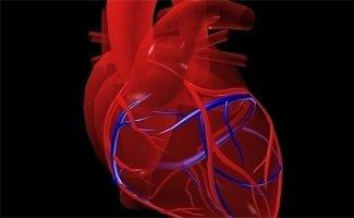 研究揭示了过度活跃的免疫细胞如何加剧心脏瓣膜疾病