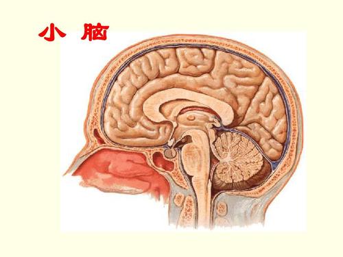 特殊输入途径可能是编码小脑感觉信息的关键